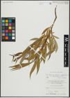 Foto von Salix alba subsp. vitellina (L.) Arcang. x Salix babylonica L.